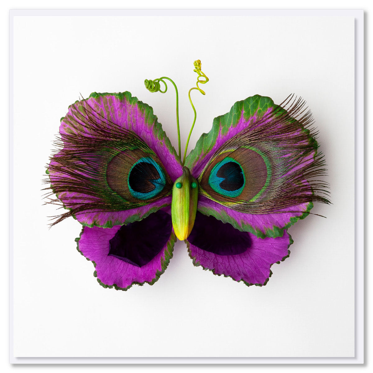 A vibrant butterfly created from cabbage leaves and peacock feathers on a white background. This quality greeting card is found at Golly Gosh Creations. Size 142 x 142 mm