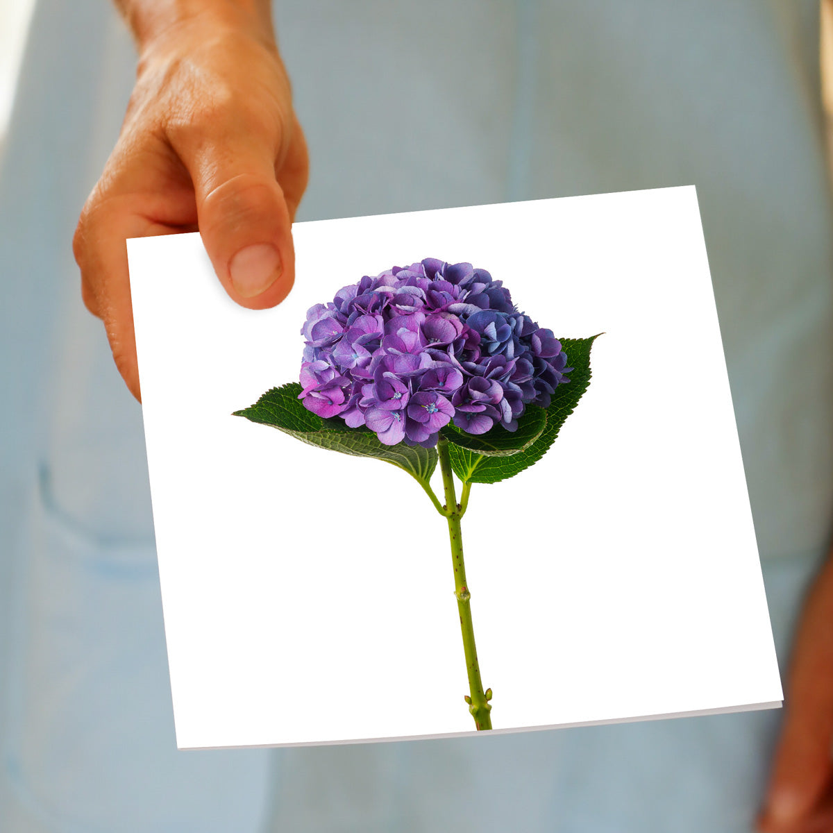 A hand held purple hydrangea flower greeting card from Golly Gosh Creations. A stunning purple hydrangea flower on a white background. Size 142 x 142 mm.