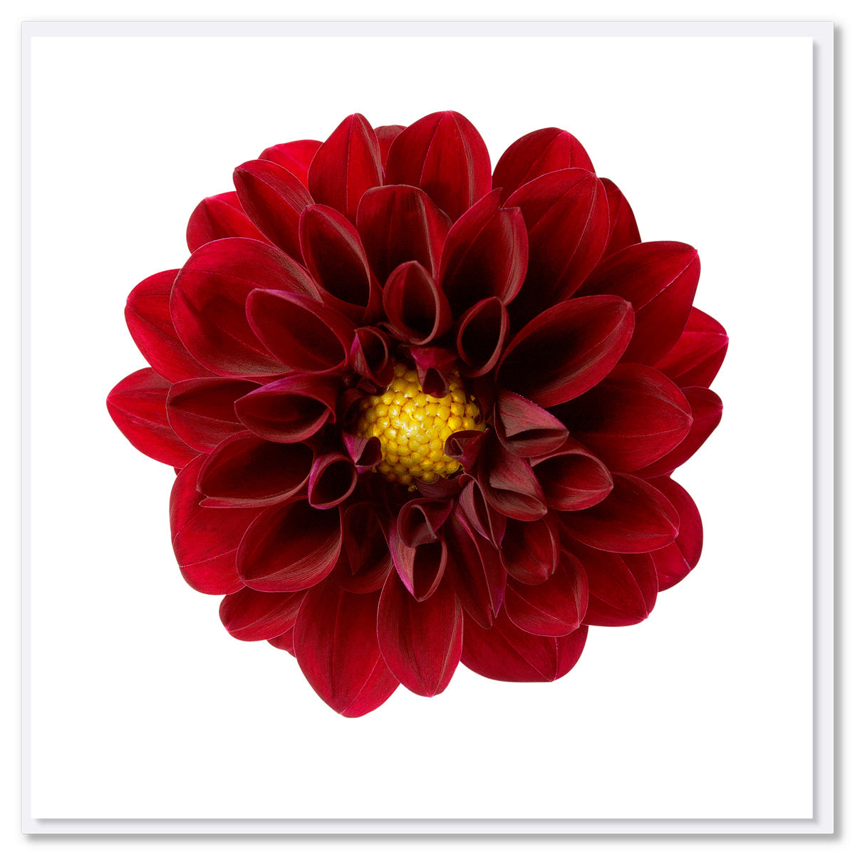 A red dahlia flower greeting card from Golly Gosh Creations.Size 142 x 142 mm. This alluring deep red flower is on a white background.