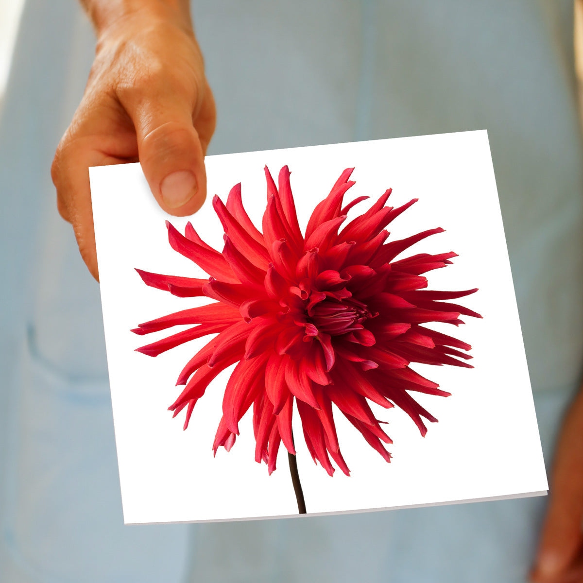 A hand held red star dahlia flower greeting card from Golly Gosh Creations. This generous square striking card, is set on a white background.