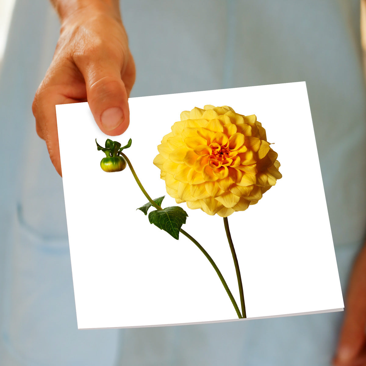 A hand held sunburst dahlia greeting card from Golly Gosh Creations. This beautiful yellow flower is set on a white background. Size 142 x 142 mm.