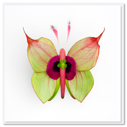 Colourful anthurium flower butterfly on a white background. Size 142 x 142mm. A quality greeting card found at Golly Gosh Creations.