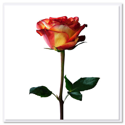 A stunning single colombian rose on a white background. This exquisite greeting card is found at Golly Gosh Creations. Size 142 x 142 mm