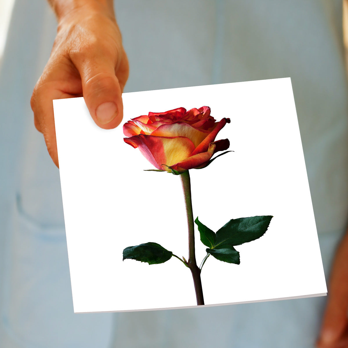 A striking colombian rose greeting card being hand held. This quality square card is available from Golly Gosh Creations.