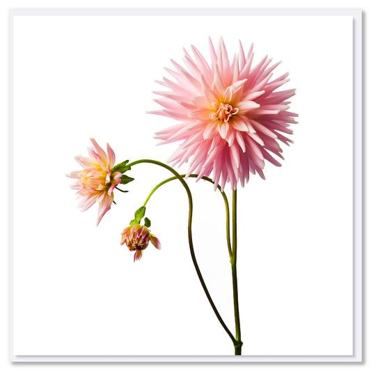 A stunning darling dahlia card found at Golly Gosh Creations.  A soft pink flower with petals like stars. Size 142 x 142 mm