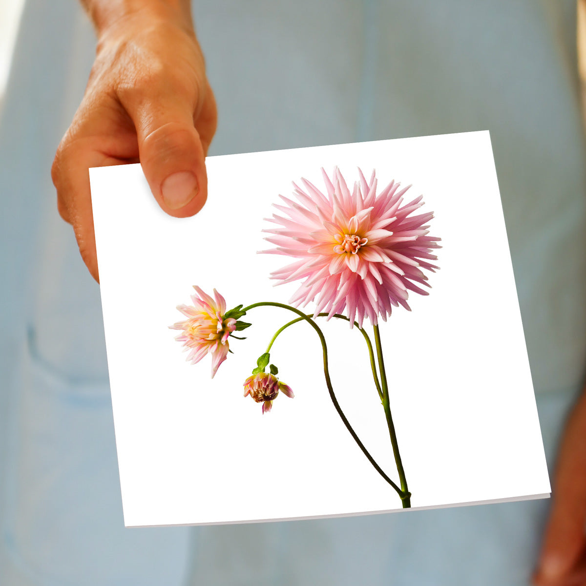 A hand held stunning darling dahlia card found at Golly Gosh Creations. A soft pink flower with petals like stars. Size 142 x 142 mm