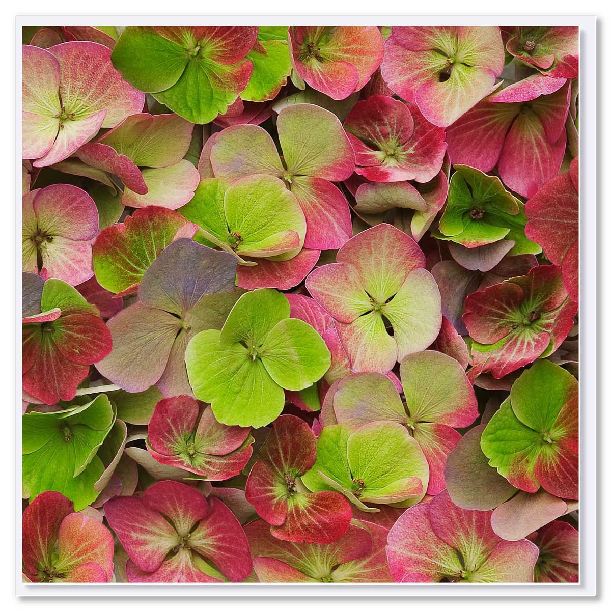 A lime hydrangea petals greeting card from Golly Gosh Creations. This generous square card has a delightful arrangement of lime hydrangea petals.