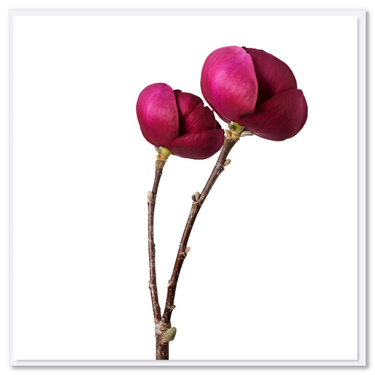 Magnolia Stems greeting card, two deep magenta magnolia blooms on bare branches