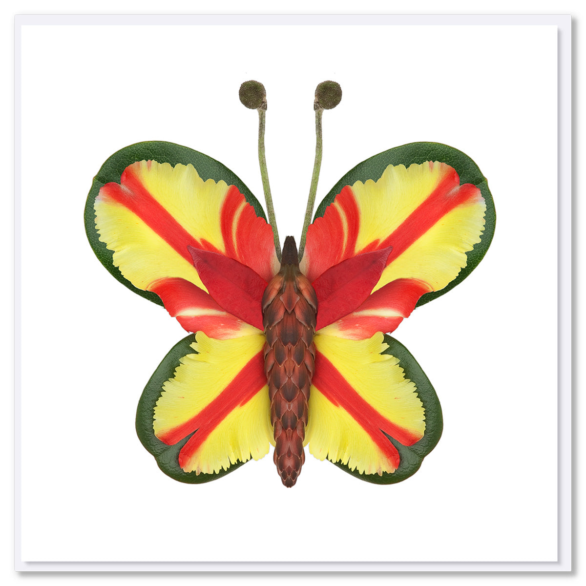 Floral butterfly with yellow and red parrot tulip petal wings edged in green, textured brown body, and stem antennae on white background