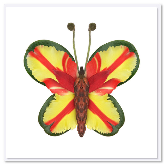 Floral butterfly with yellow and red parrot tulip petal wings edged in green, textured brown body, and stem antennae on white background