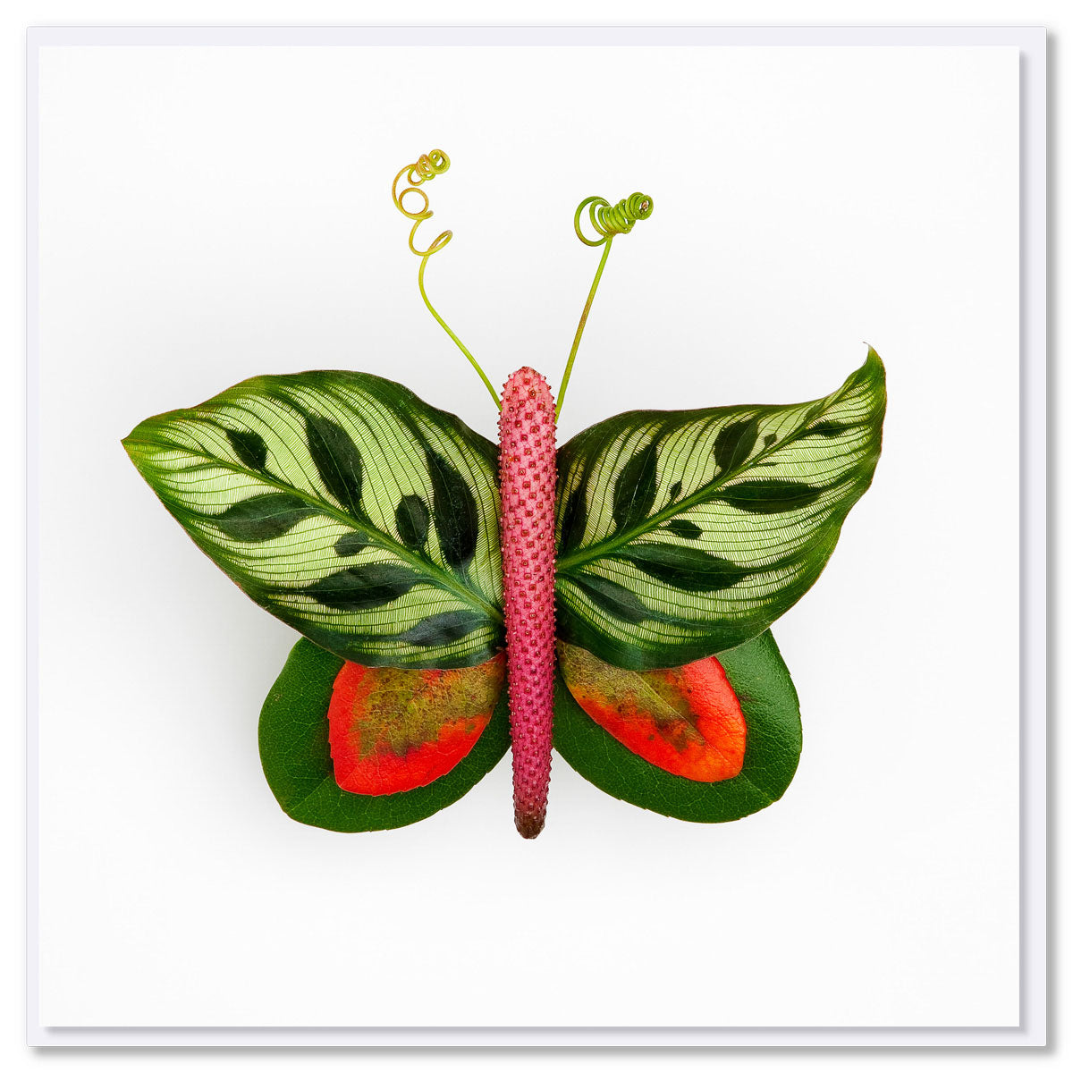 A peacock leaf butterfly greeting card from Golly Gosh Creations. A generous square card with a butterfly made from symmetrical peacock leaves.