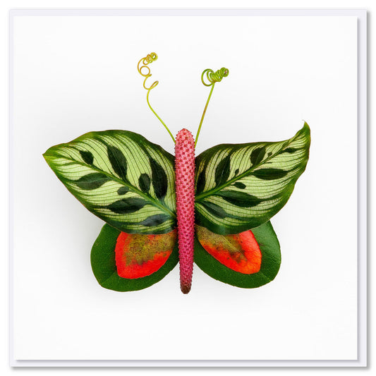 A peacock leaf butterfly greeting card from Golly Gosh Creations. A generous square card with a butterfly made from symmetrical peacock leaves.