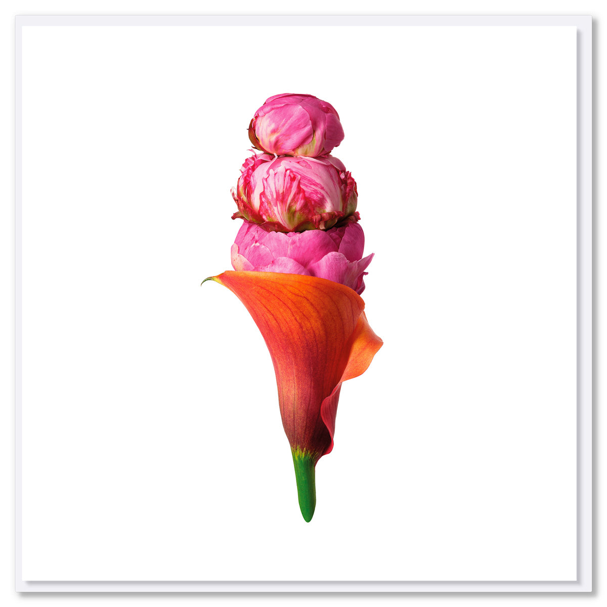 A peony ice cream greeting card from Golly Gosh Creations. Size 142 x 142 mm. Created from lush pink peony heads with an orange lily cone.