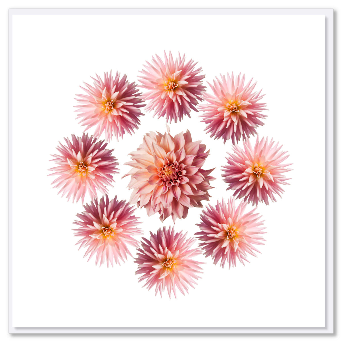 A pink dahlia circle greeting card from Golly Gosh Creations. Size 142 x 142 mm. This pretty card has a circle of breathtaking soft pink dahlias.