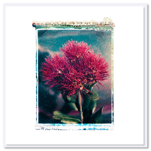 Pohutukawa polaroid greeting card, NZ native flower, Polaroid transfer art, wholesale bulk greeting cards