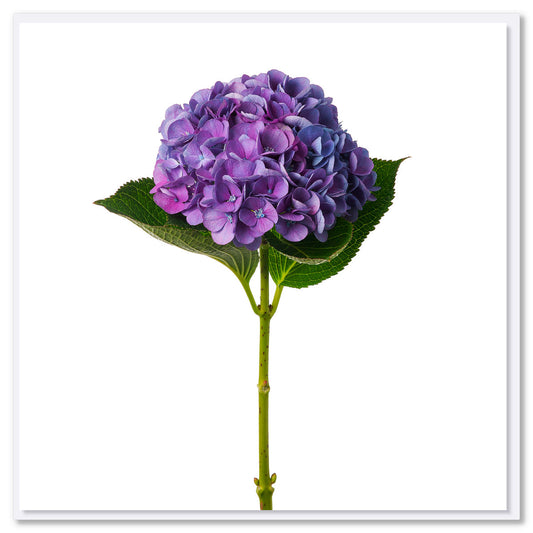 A purple hydrangea flower greeting card from Golly Gosh Creations. Size 142 x 142 mm. A stunning purple hydrangea flower on a white background.