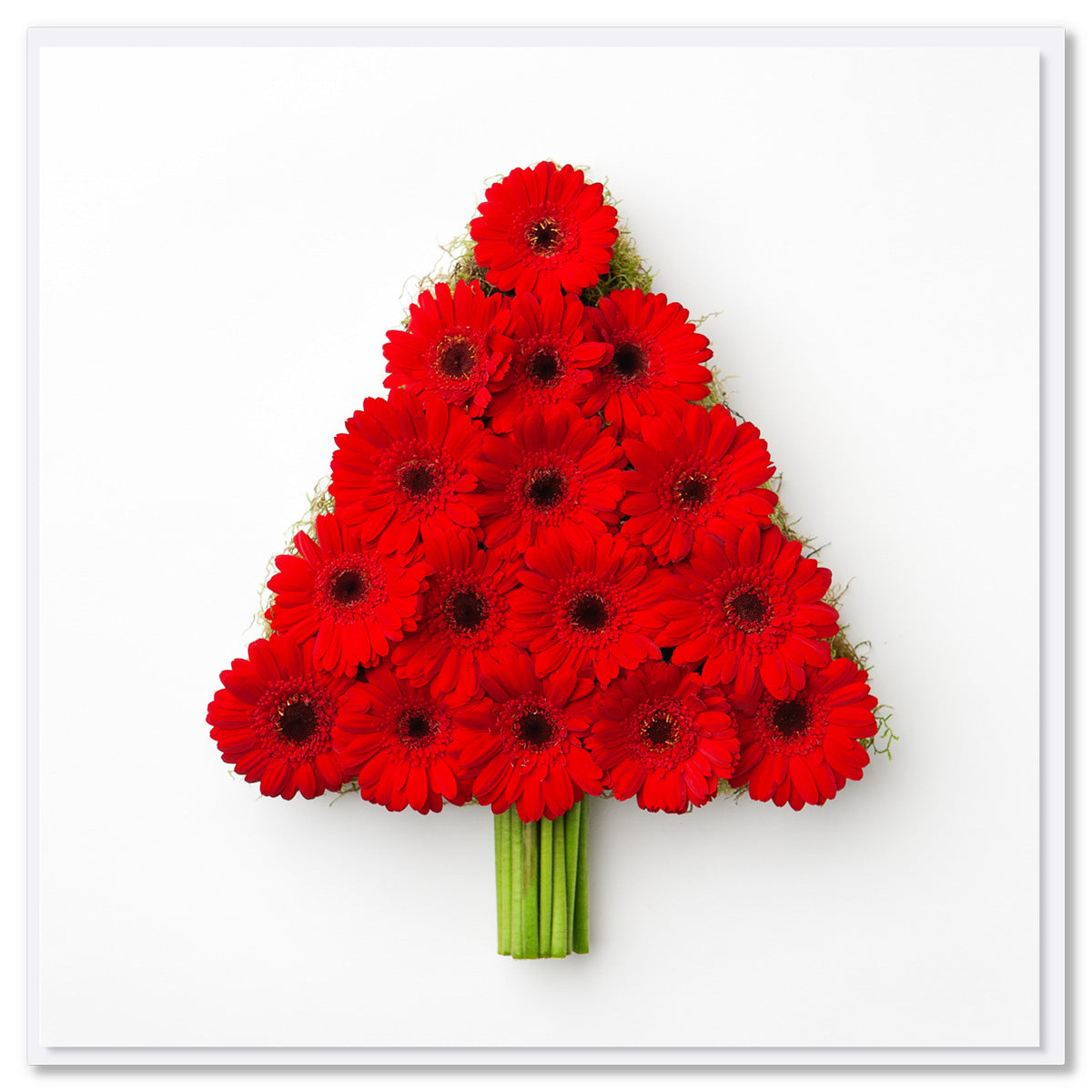 A vibrant red gerbera Christmas tree greeting card on a white background. Size 142 x 142mm.This quality card is available at Golly Gosh Creations.
