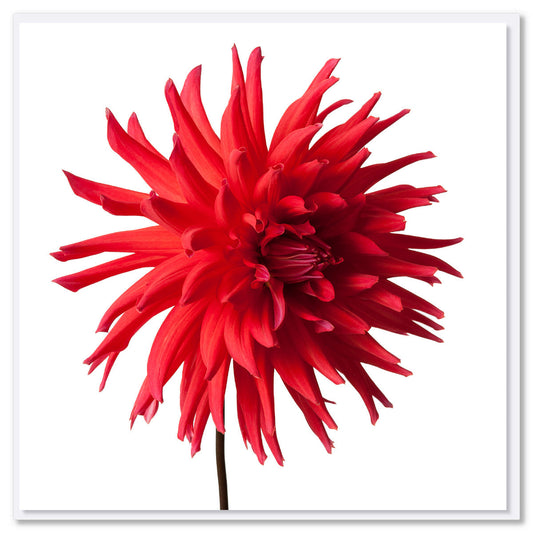 A red star dahlia greeting card found at Golly Gosh Creations. Size 142 x 142 mm. This striking flower is set on a white background.