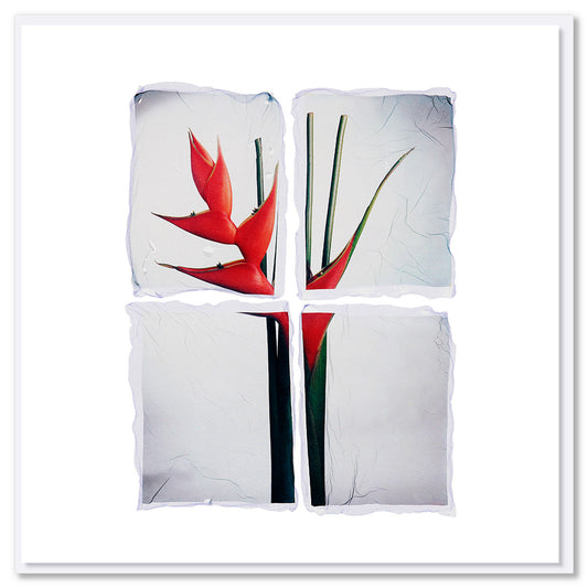 A strelitzia polaroid greeting card found at Golly Gosh Creations. A quality square card using a sophisticated technique of Polaroid emulsion lift.