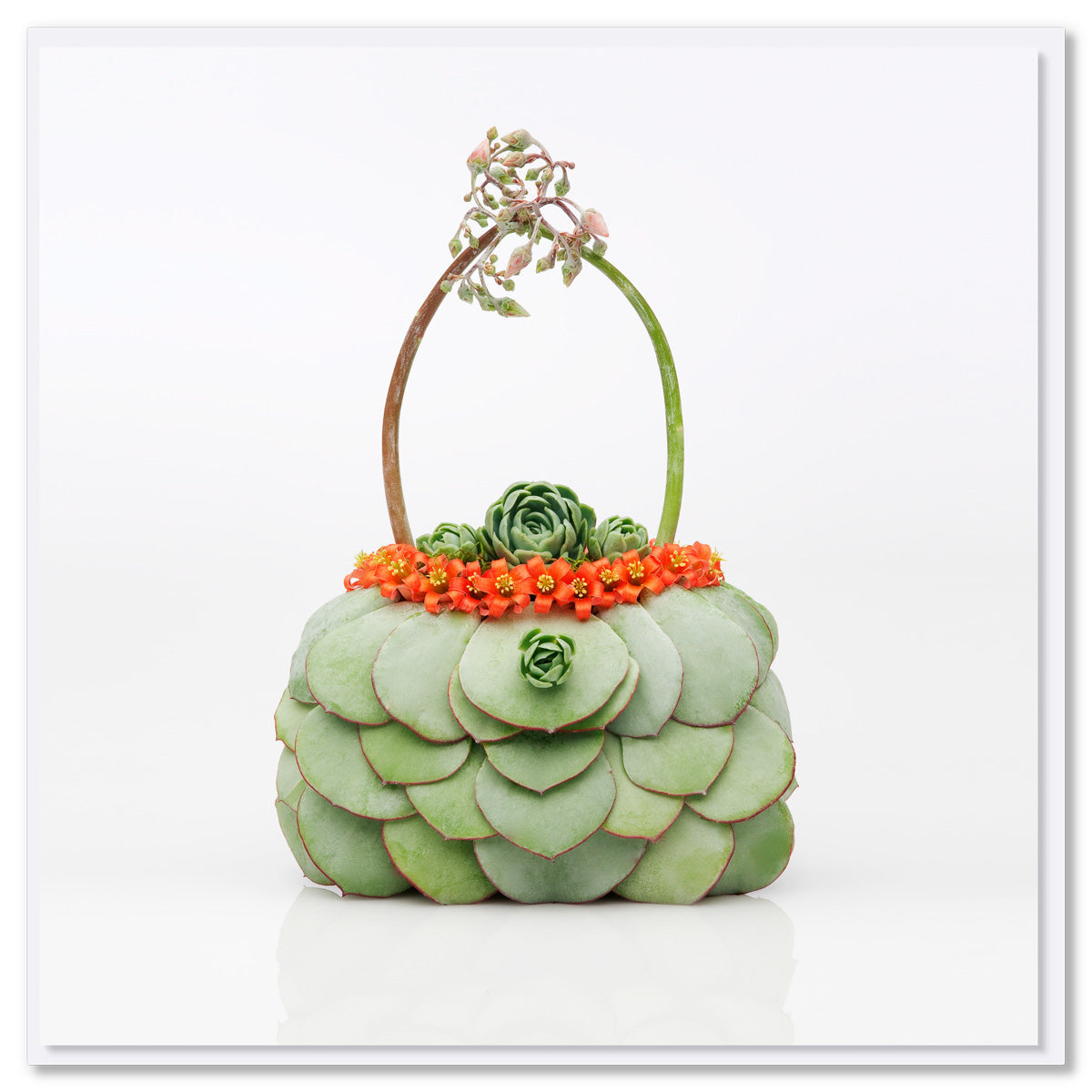 A succulent bag greeting card from Golly Gosh Creations. Size 142 x142 mm. Created from distinctive succulents and their vibrant dainty flowers.