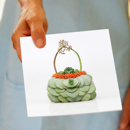 A succulent bag greeting card being hand held. Found at Golly Gosh Creations. Created from distinctive succulents. Size 142 x 142 mm