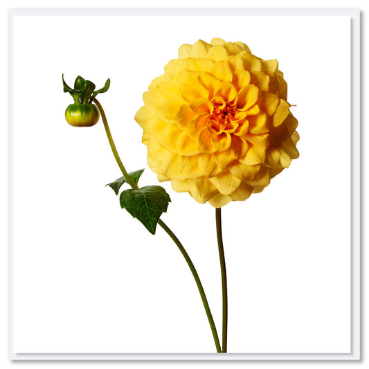 A sunburst dahlia greeting card found at Golly Gosh Creations. Size 142 x 142 mm. This vibrant yellow flower is set on a white background.