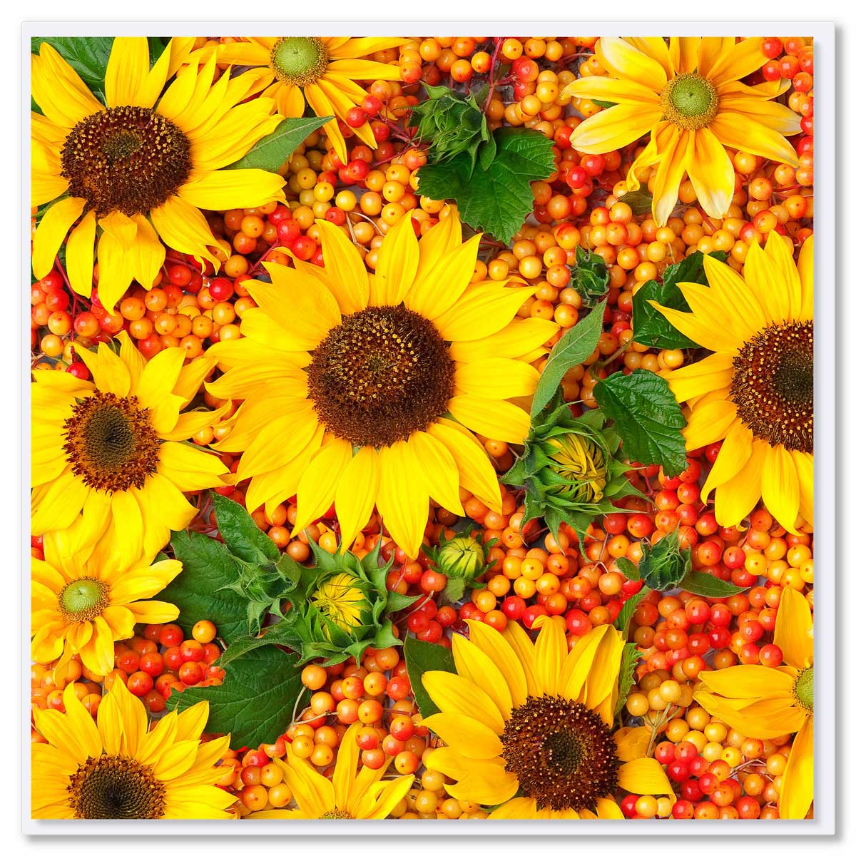 A sunflowers greeting card from Golly Gosh Creations. A delightful arrangement of bright sunflowers, buds and leaves. Size 142 x 142 mm.
