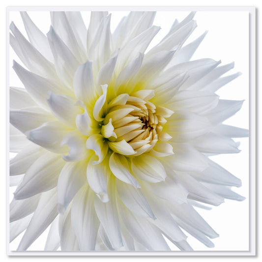 A striking white dahlia flower greeting card found at Golly Gosh Creations. This pure white flower is sitting on a white background. Size 142 x 142mm.