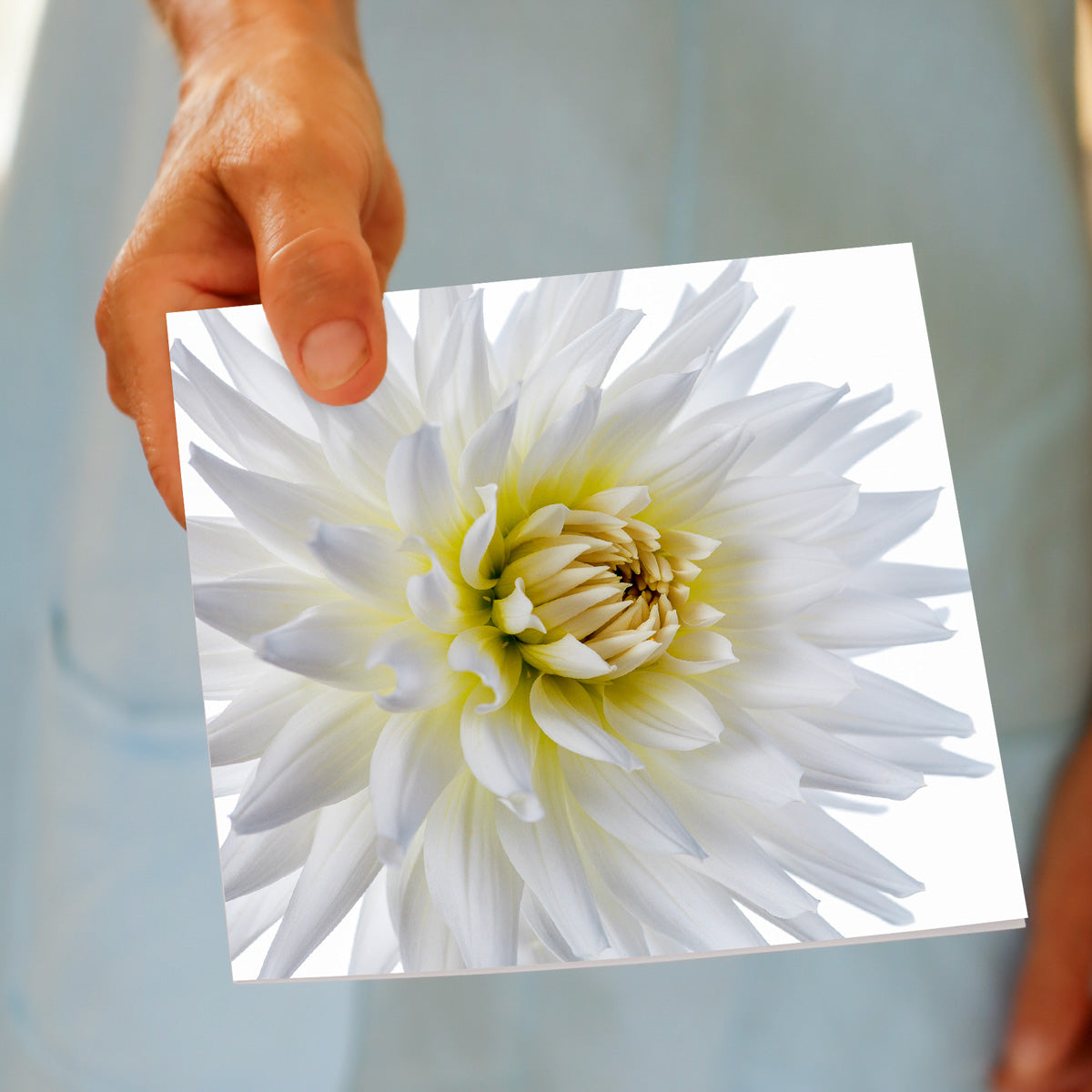 A stunning white dahlia flower greeting card from Golly Gosh Creations, being hand held. A generous 142 x 142 mm card size, blank inside.